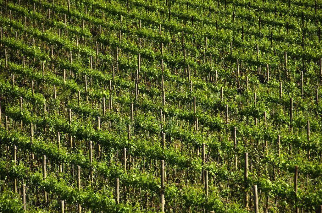 Agriturismo Poggio Bonelli Castelnuovo Berardenga Extérieur photo